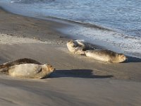 Phoca vitulina 87, Gewone Zeehond, Saxifraga-Peter Meininger