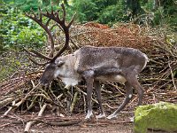 Male reindeer with large antlers in natural habitat  Male reindeer with large antlers in natural habitat : Rangifer, animal, antlers, canada, caribou, christmas, claus, deerhorn, european, fauna, fur, game, habitat, horns, male, mammal, mountain, natural, nature, north, norway, reindeer, santa, scandinavia, sea, stag-horn, stone, tarandus, white, wild, wilderness, wildlife, xmas, young