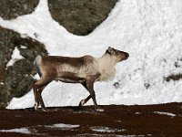 Rangifer tarandus 40, Rendier, Saxifraga-Bart Vastenhouw