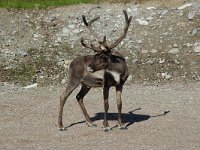 Rangifer tarandus 5, Rendier, Saxifraga-Willem van Kruijsbergen