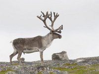 Rangifer tarandus 9, Rendier, Saxifraga-Mark Zekhuis