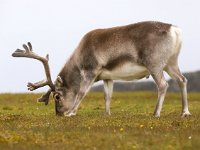 Rangifer tarandus platyrhynchus 58, Svalbard rendier, Saxifraga-Bart Vastenhouw