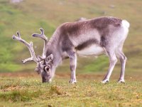 Rangifer tarandus platyrhynchus 60, Svalbard rendier, Saxifraga-Bart Vastenhouw