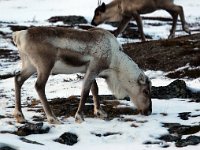 Rangifer tarandus 23, Rendier, Saxifraga-Bart Vastenhouw