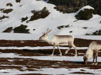 Rangifer tarandus 39, Rendier, Saxifraga-Bart Vastenhouw