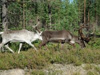 Rangifer tarandus 8, Rendier, Saxifraga-Willem van Kruijsbergen