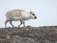 Rangifer tarandus platyrhynchus 42, Svalbard rendier, Saxifraga-Bart Vastenhouw