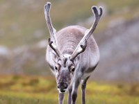 Rangifer tarandus platyrhynchus 46, Svalbard rendier, Saxifraga-Bart Vastenhouw