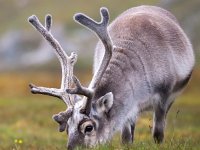 Rangifer tarandus platyrhynchus 49, Svalbard rendier, Saxifraga-Bart Vastenhouw