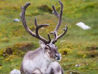 Rangifer tarandus platyrhynchus 54, Svalbard rendier, Saxifraga-Bart Vastenhouw