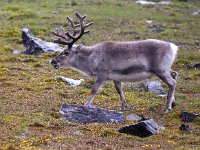 Rangifer tarandus platyrhynchus 57, Svalbard rendier, Saxifraga-Bart Vastenhouw