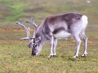 Rangifer tarandus platyrhynchus 59, Svalbard rendier, Saxifraga-Bart Vastenhouw