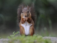 Sciurus vulgaris 100, Eekhoorn, Saxifraga-Luuk Vermeer