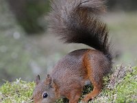 Sciurus vulgaris 103, Eekhoorn, Saxifraga-Luuk Vermeer