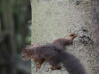 Sciurus vulgaris 104, Eekhoorn, Saxifraga-Luuk Vermeer