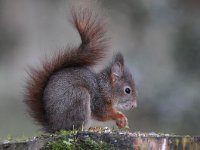 Sciurus vulgaris 113, Eekhoorn, Saxifraga-Luuk Vermeer