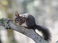 Sciurus vulgaris 115, Eekhoorn, Saxifraga-Luuk Vermeer