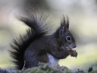 Sciurus vulgaris 116, Eekhoorn, Saxifraga-Luuk Vermeer