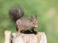 Sciurus vulgaris 121, Eekhoorn, Saxifraga-Luuk Vermeer