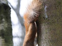 Sciurus vulgaris 130, Eekhoorn, Saxifraga-Luuk Vermeer