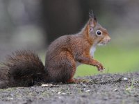 Sciurus vulgaris 131, Eekhoorn, Saxifraga-Luuk Vermeer