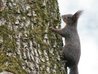 Sciurus vulgaris 14, Eekhoorn, Saxifraga-Mark Zekhuis