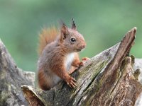 Sciurus vulgaris 141, Eekhoorn, Saxifraga-Luuk Vermeer