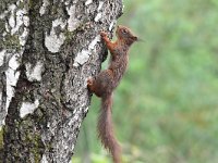 Sciurus vulgaris 143, Eekhoorn, Saxifraga-Luuk Vermeer