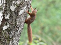 Sciurus vulgaris 149, Eekhoorn, Saxifraga-Luuk Vermeer