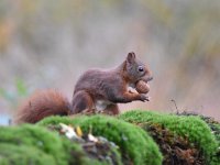 Sciurus vulgaris 153, Eekhoorn, Saxifraga-Luuk Vermeer