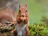 Sciurus vulgaris 157, Eekhoorn, Saxifraga-Luuk Vermeer