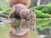 Sciurus vulgaris 161, Eekhoorn, Saxifraga-Luuk Vermeer