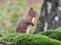 Sciurus vulgaris 170, Eekhoorn, Saxifraga-Luuk Vermeer