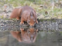 Sciurus vulgaris 186, Eekhoorn, Saxifraga-Luuk Vermeer