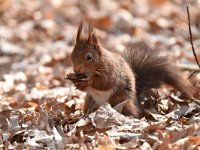 Sciurus vulgaris 188, Eekhoorn, Saxifraga-Luuk Vermeer