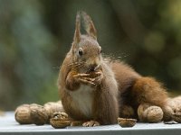 Sciurus vulgaris 20, Eekhoorn, Saxifraga-Jan van der Straaten