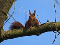 Sciurus vulgaris 30, Eekhoorn, Saxifraga-Hans Dekker