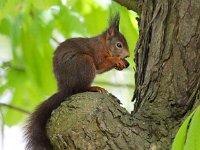 Sciurus vulgaris 37, Eekhoorn, Saxifraga-Bart Vastenhouw