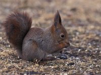 Sciurus vulgaris 4, Eekhoorn, Saxifraga-Arie de Knijff