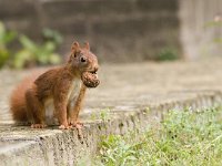 Sciurus vulgaris 5, Eekhoorn, Saxifraga-Mark Zekhuis