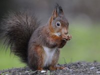 Sciurus vulgaris 56, Eekhoorn, Saxifraga-Luuk Vermeer