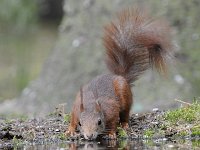 Sciurus vulgaris 62, Eekhoorn, Saxifraga-Luuk Vermeer