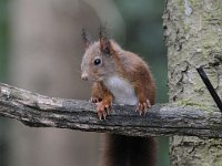 Sciurus vulgaris 63, Eekhoorn, Saxifraga-Luuk Vermeer