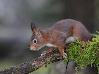 Sciurus vulgaris 70, Eekhoorn, Saxifraga-Luuk Vermeer