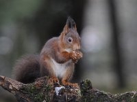 Sciurus vulgaris 74, Eekhoorn, Saxifraga-Luuk Vermeer