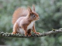 Sciurus vulgaris 84, Eekhoorn, Saxifraga-Luuk Vermeer