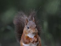 Sciurus vulgaris 98, Eekhoorn, Saxifraga-Luuk Vermeer