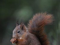 Sciurus vulgaris 99, Eekhoorn, Saxifraga-Luuk Vermeer