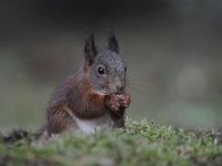 Sciurus vulgaris 106, Eekhoorn, Saxifraga-Luuk Vermeer