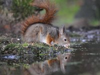 Sciurus vulgaris 112, Eekhoorn, Saxifraga-Luuk Vermeer